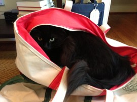 Baxter wants to join the crew on the Boat!